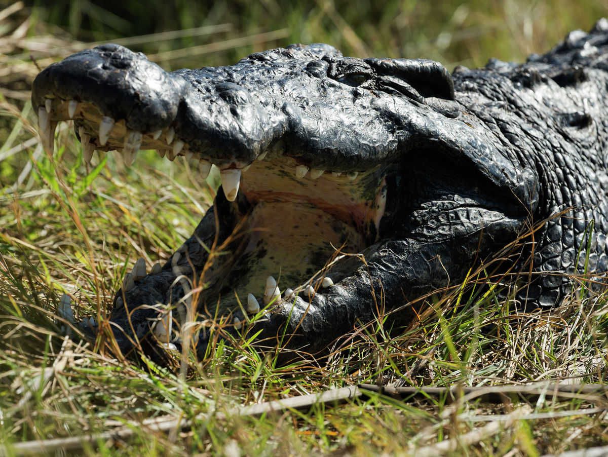 Nile crocodile