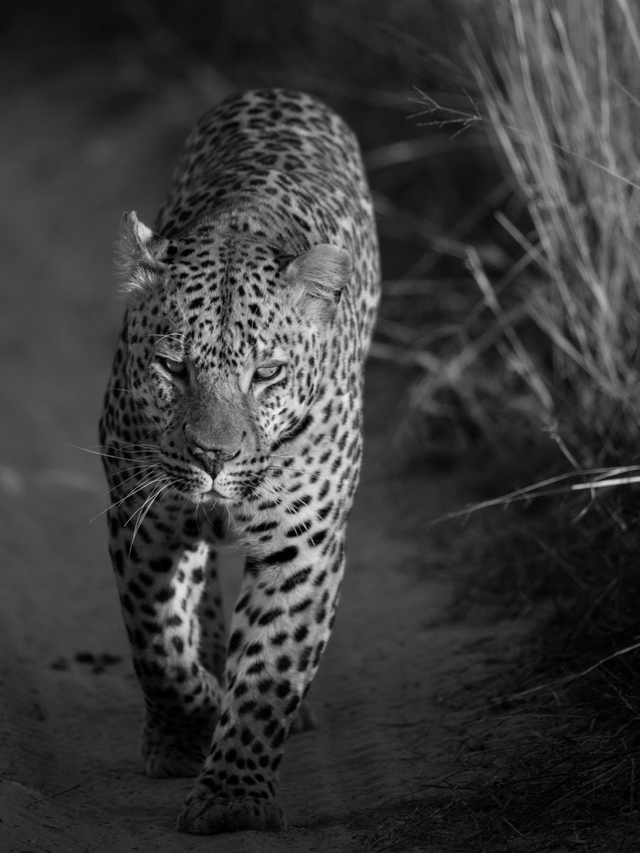 male leopard walking towards1cropbw