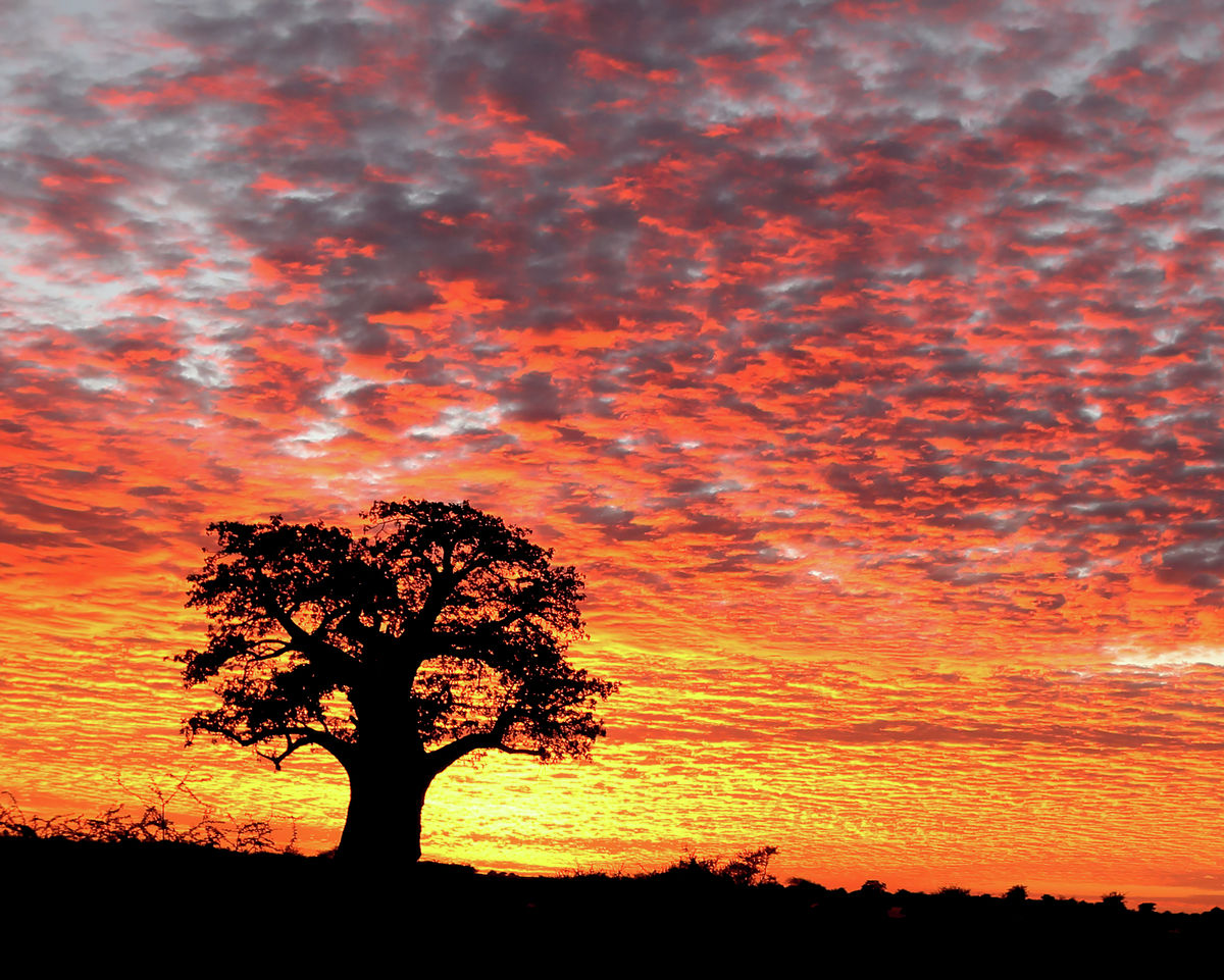 dawn baobab cropped image