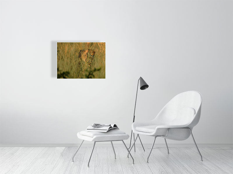 male cheetah 403x303