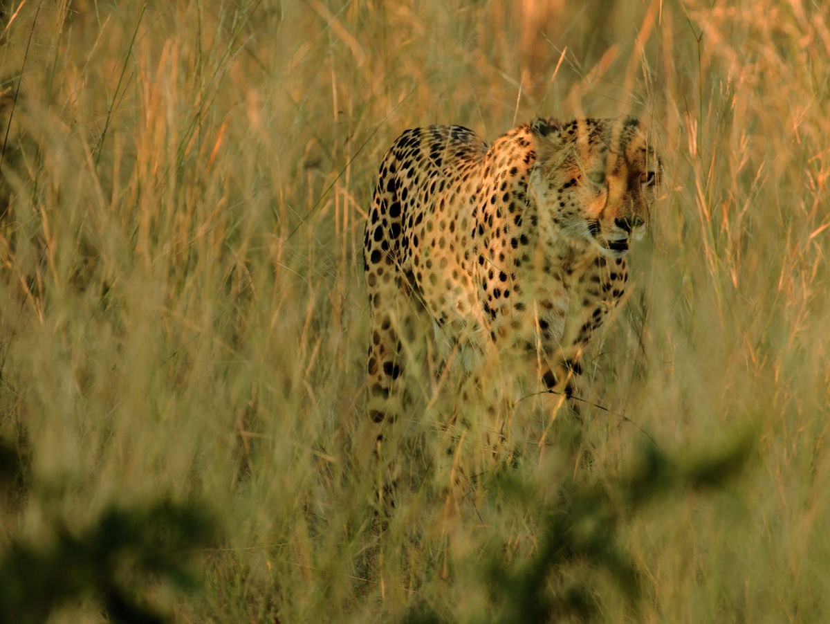 male cheetah 403x303