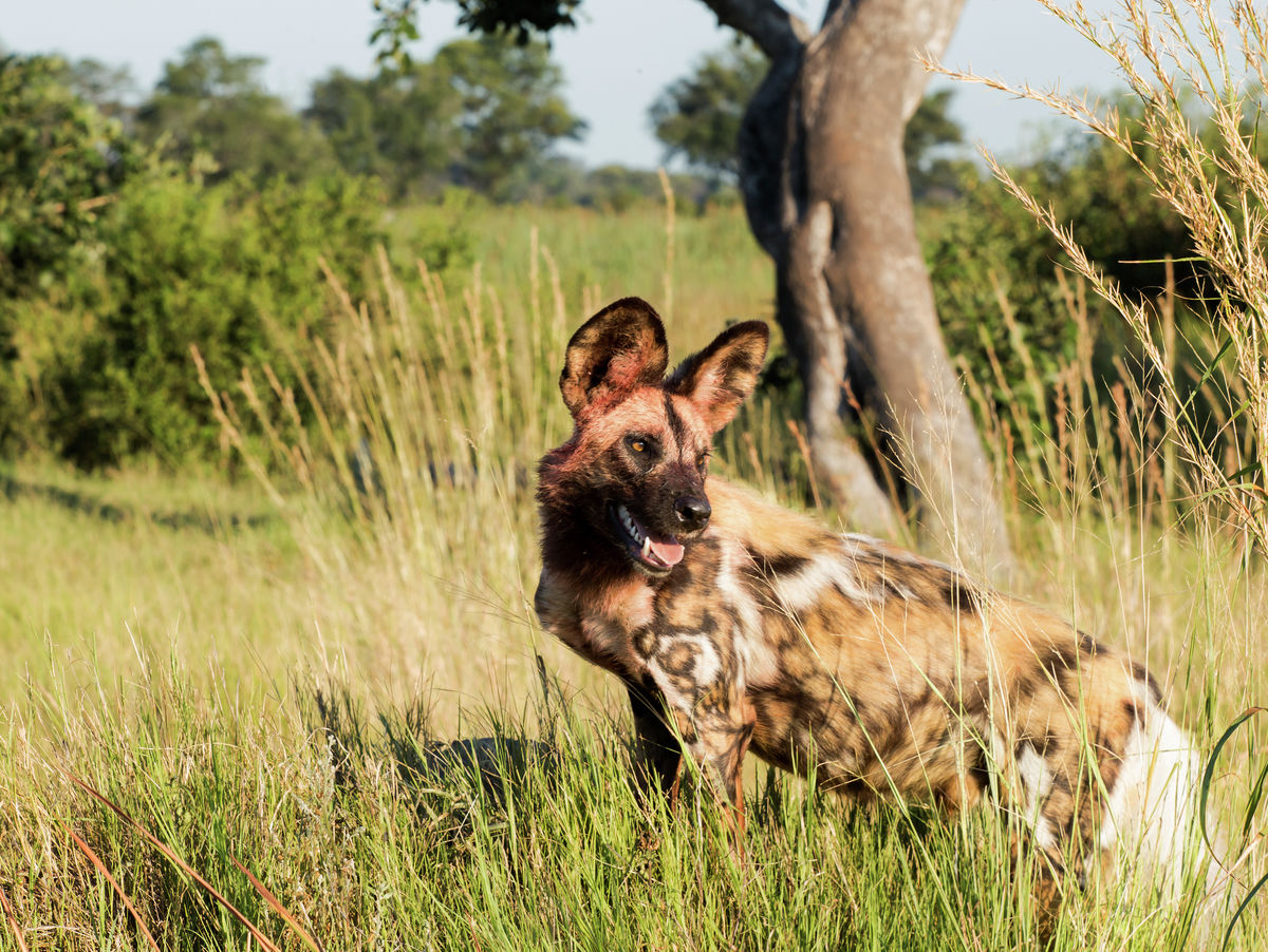 wild dog 403x303