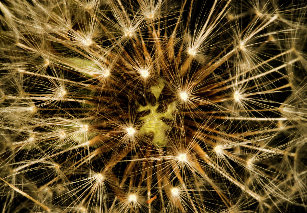 dandelion fireworks