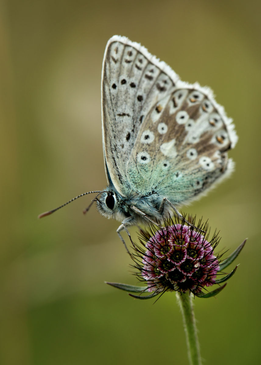 chalkhill blue on small scabious