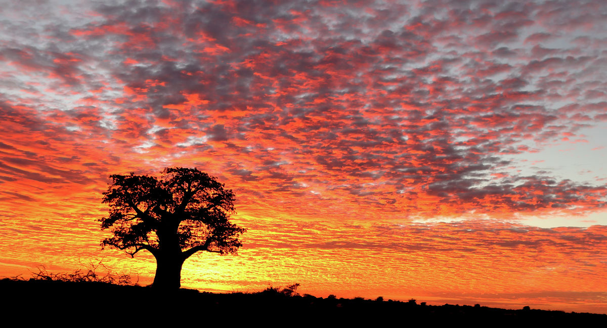 dawn baobab