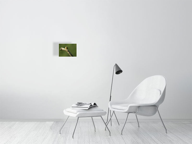 nuthatch 183x133