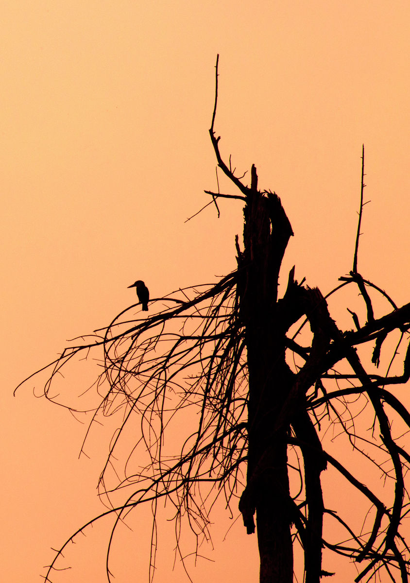 woodland kingfisher sill 303x213