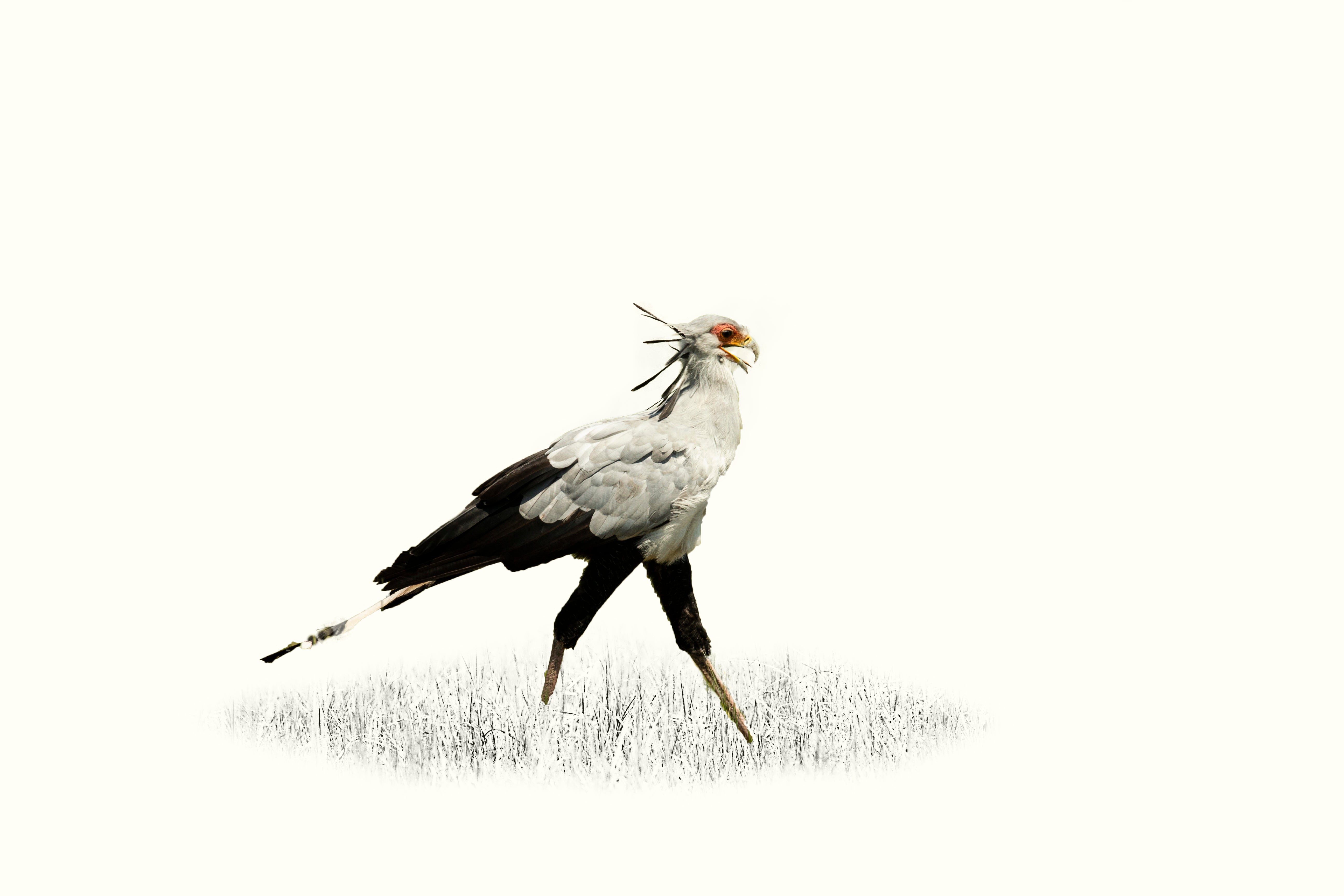 Secretary bird, photo print